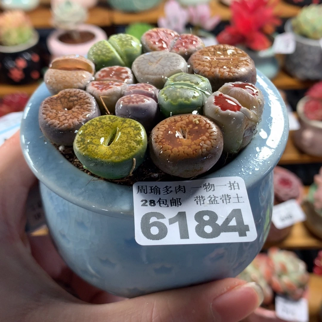 5厘米盆精控多肉6184