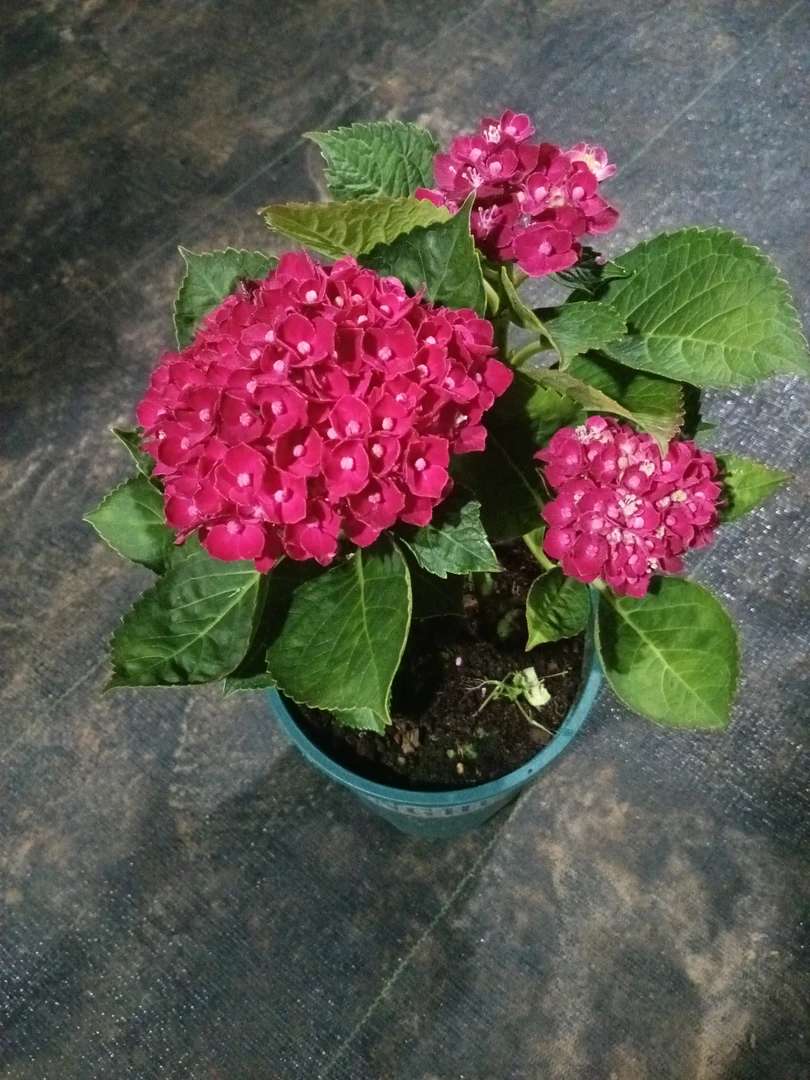 魔幻红宝石小花型绣球花适合阳台庭院种植花卉植物