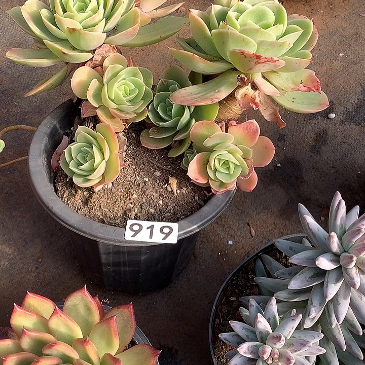 919星纳塔 一物一拍多肉