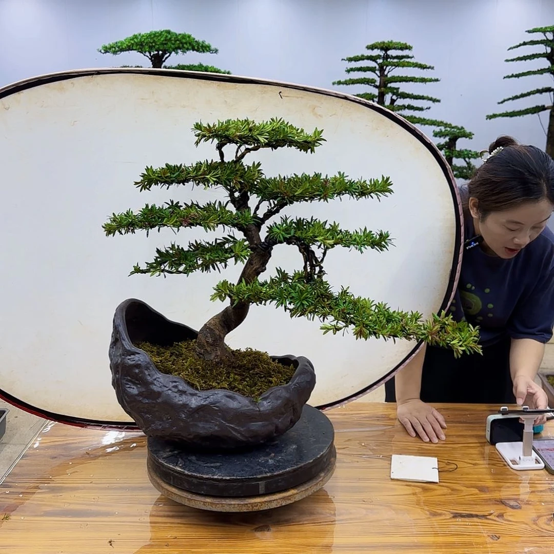 无花朵盆景直播间一物一拍