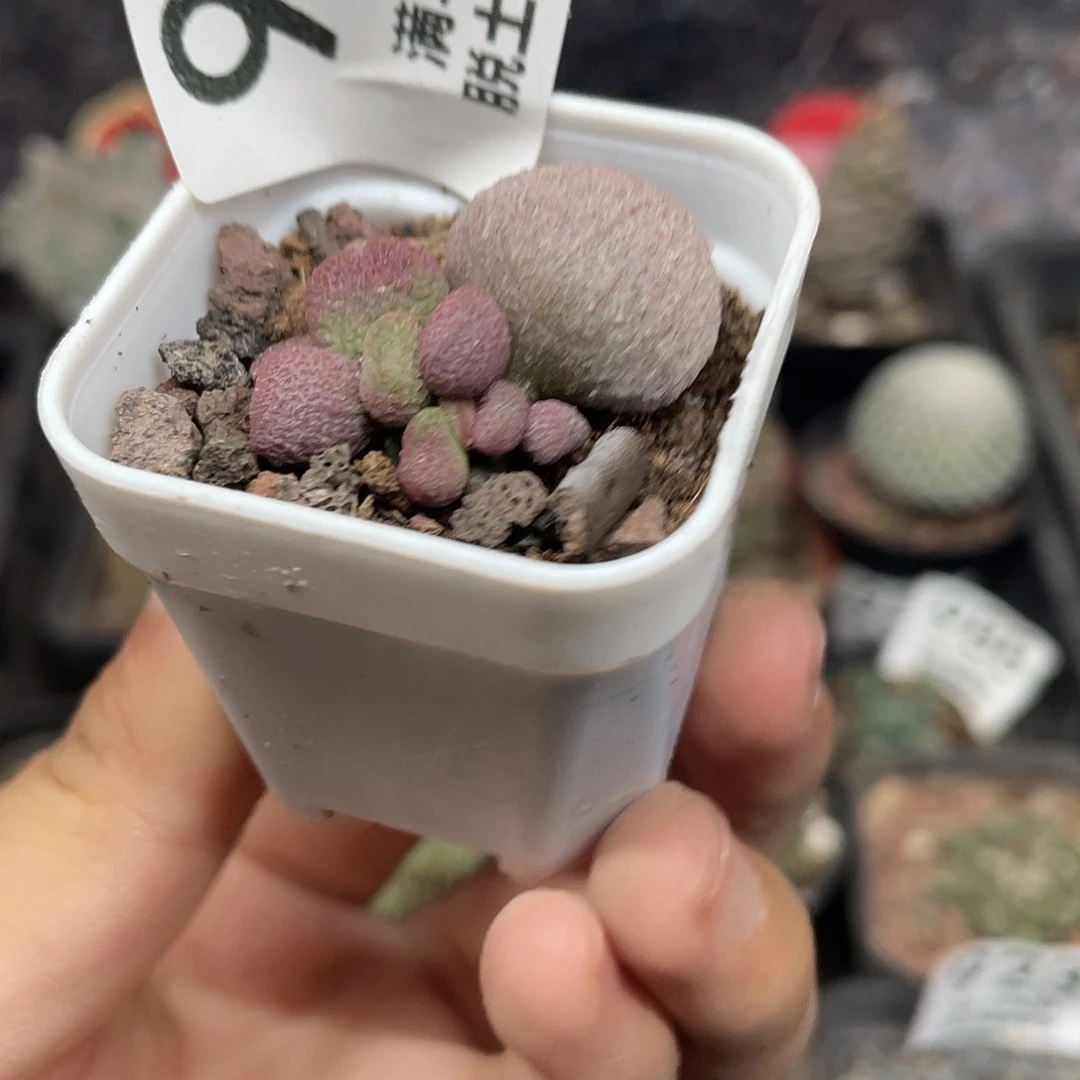 980夏娃水泡（满18元包邮）