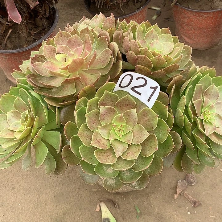无花朵021万圣节多肉植物