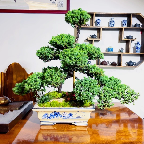 老桩造型迎客松真柏（一物一拍）