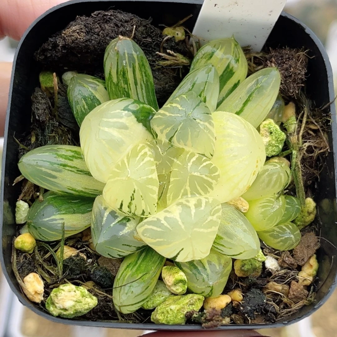 80巨大化狄原五号玉露锦福利专场