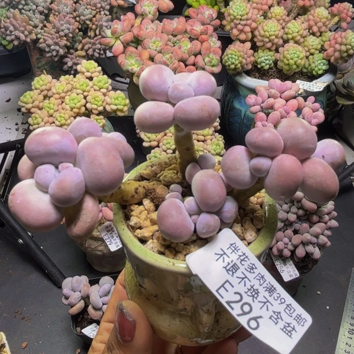 芭比奶酪296/8vm多肉