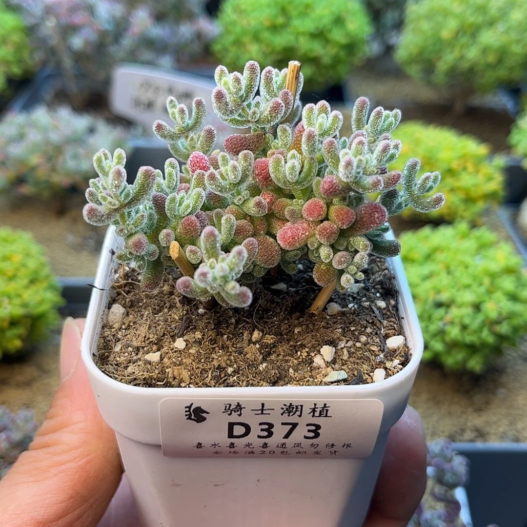 373优选冰晶枝干番杏