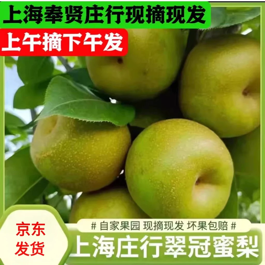 上海庄行蜜梨青皮翠冠梨大果脆甜多汁当季新鲜孕妇水果包邮礼盒
