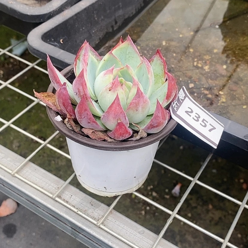 【闪购商品】惊鸿仙子2357