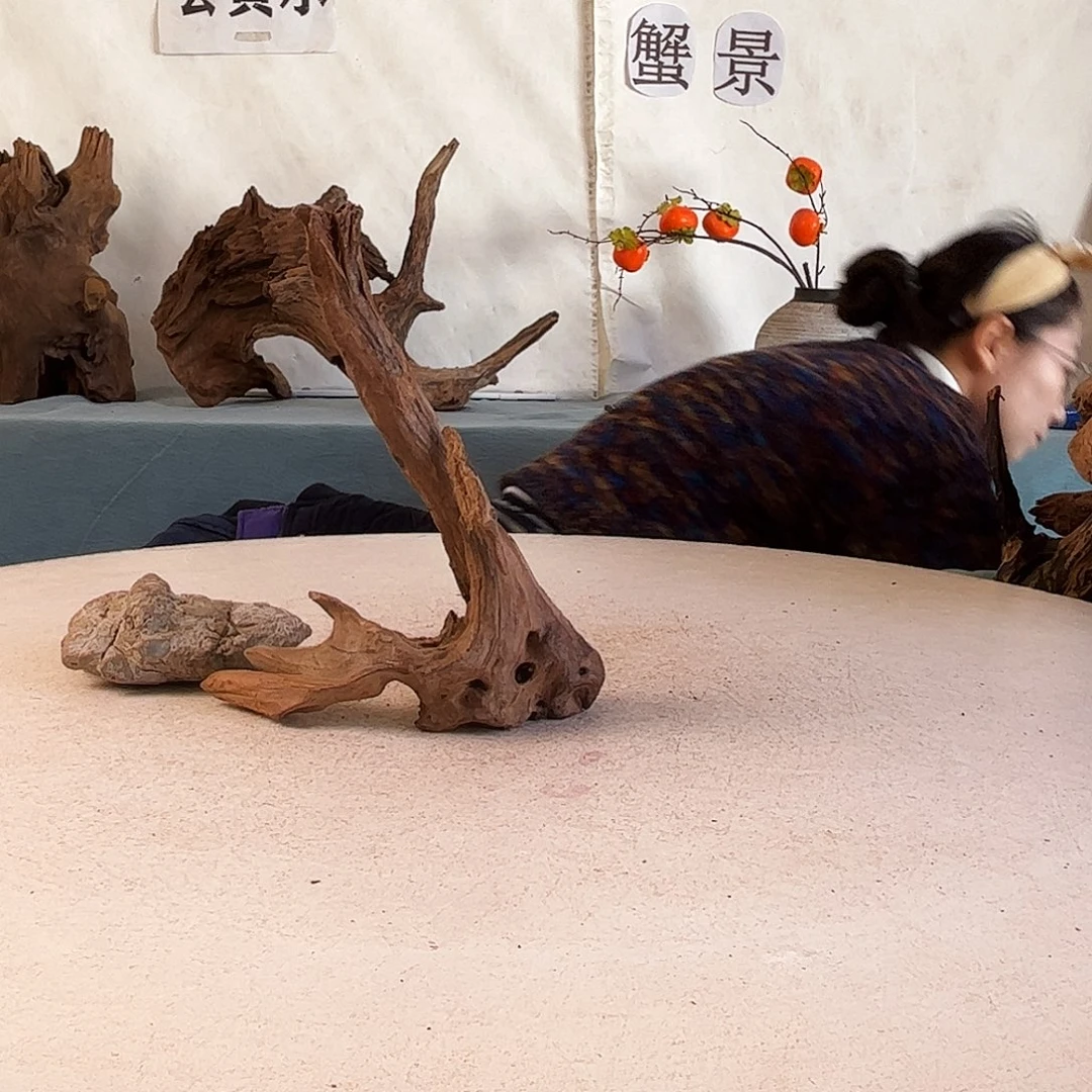 沉木造景爬宠造景