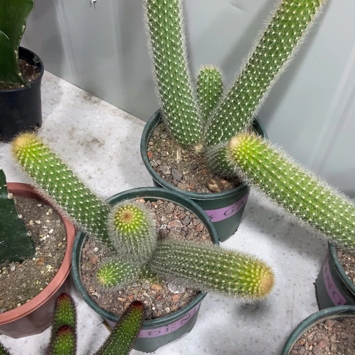 乐*乐仙人球尾巴杂金妞四头两盆