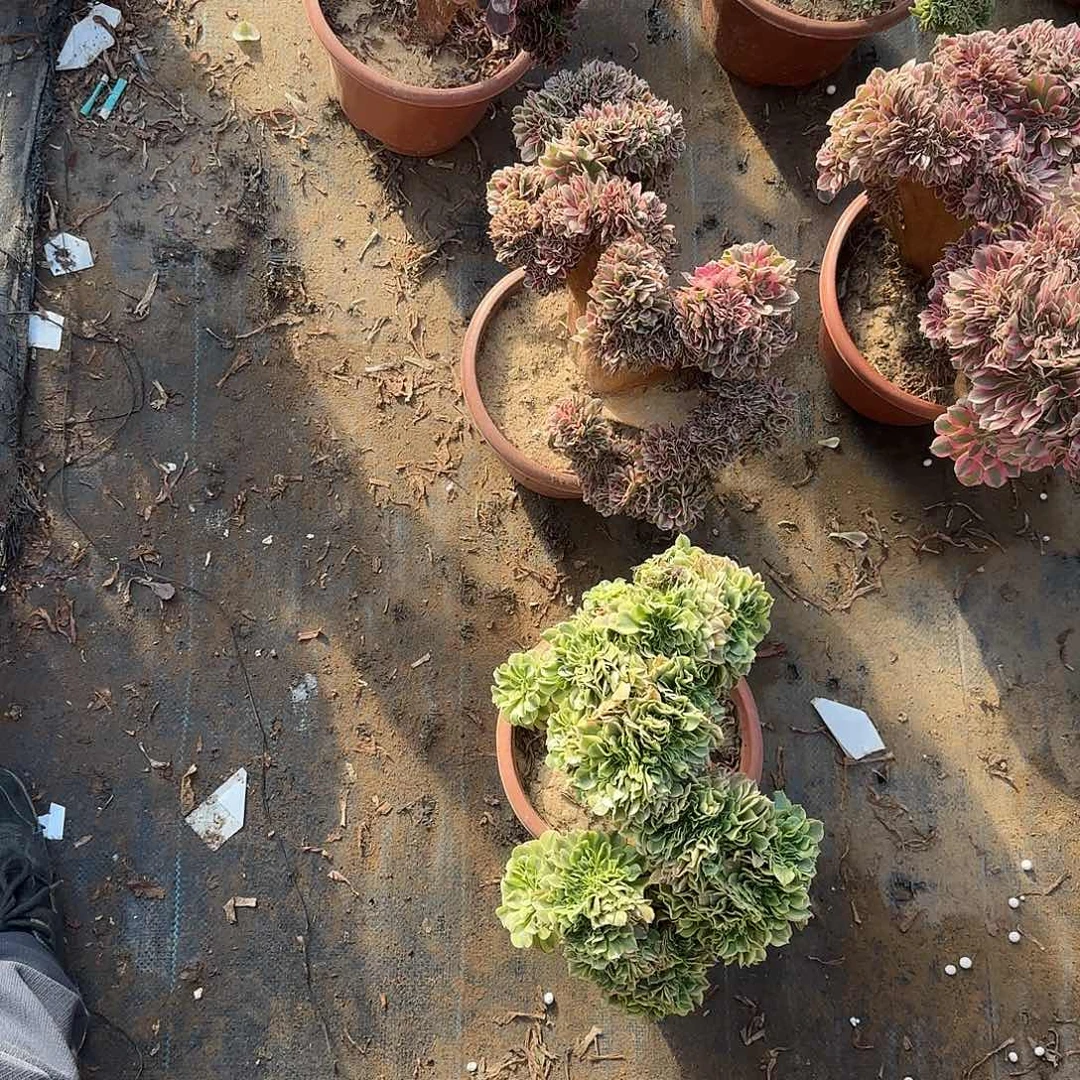 吴***勇女巫欧嘉莉绿豆沙