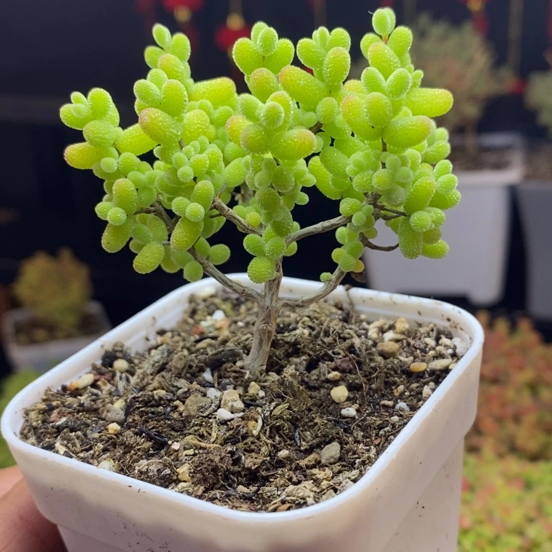 226号金桔糖球枝干多肉