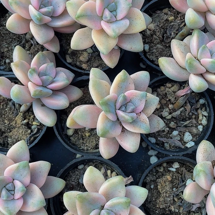 美杏锦2.8带盆土发