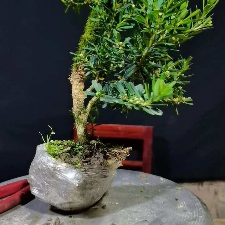 珍***来无花朵贵州中叶水黄杨