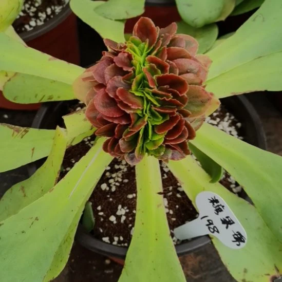 糖果锦缀化带砧木发货