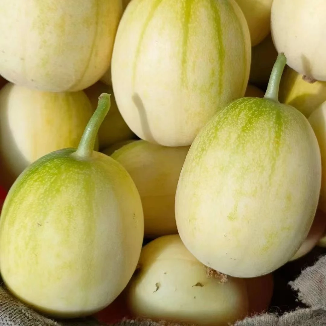 5斤 顺丰包邮 新开园陆地香瓜 东北新鲜现摘香瓜 香甜脆