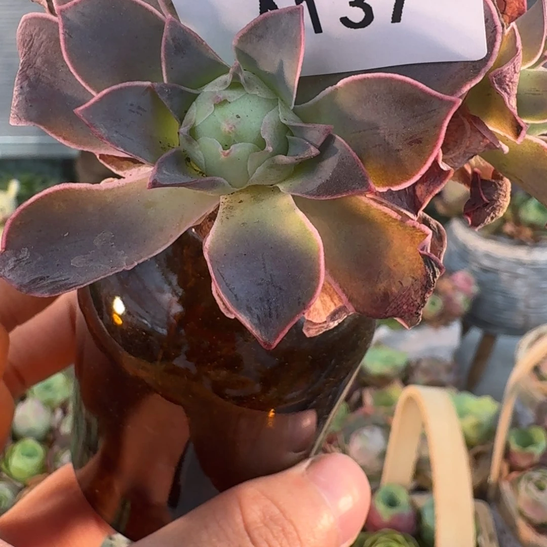 A137 黄金帕尔马