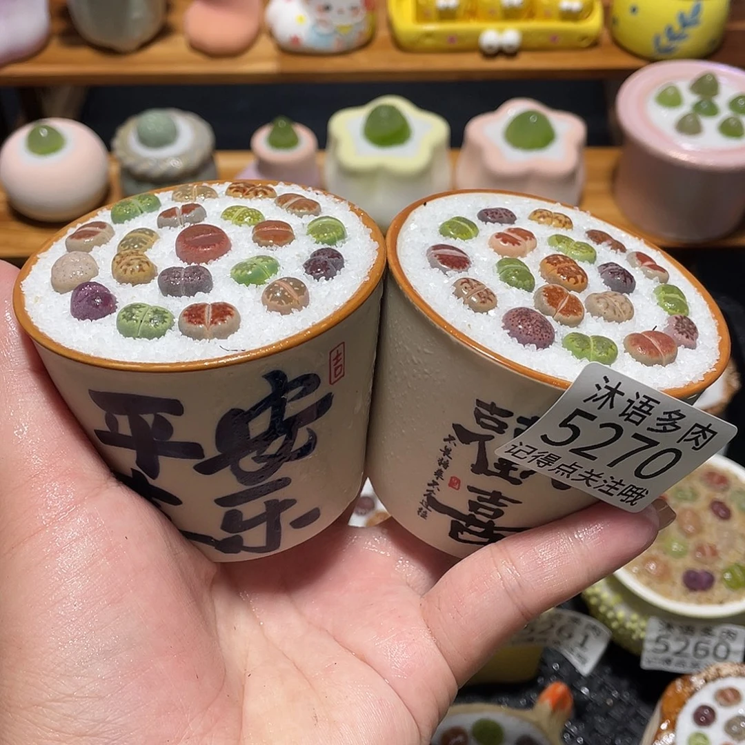 带盆土植物 一物一拍5270