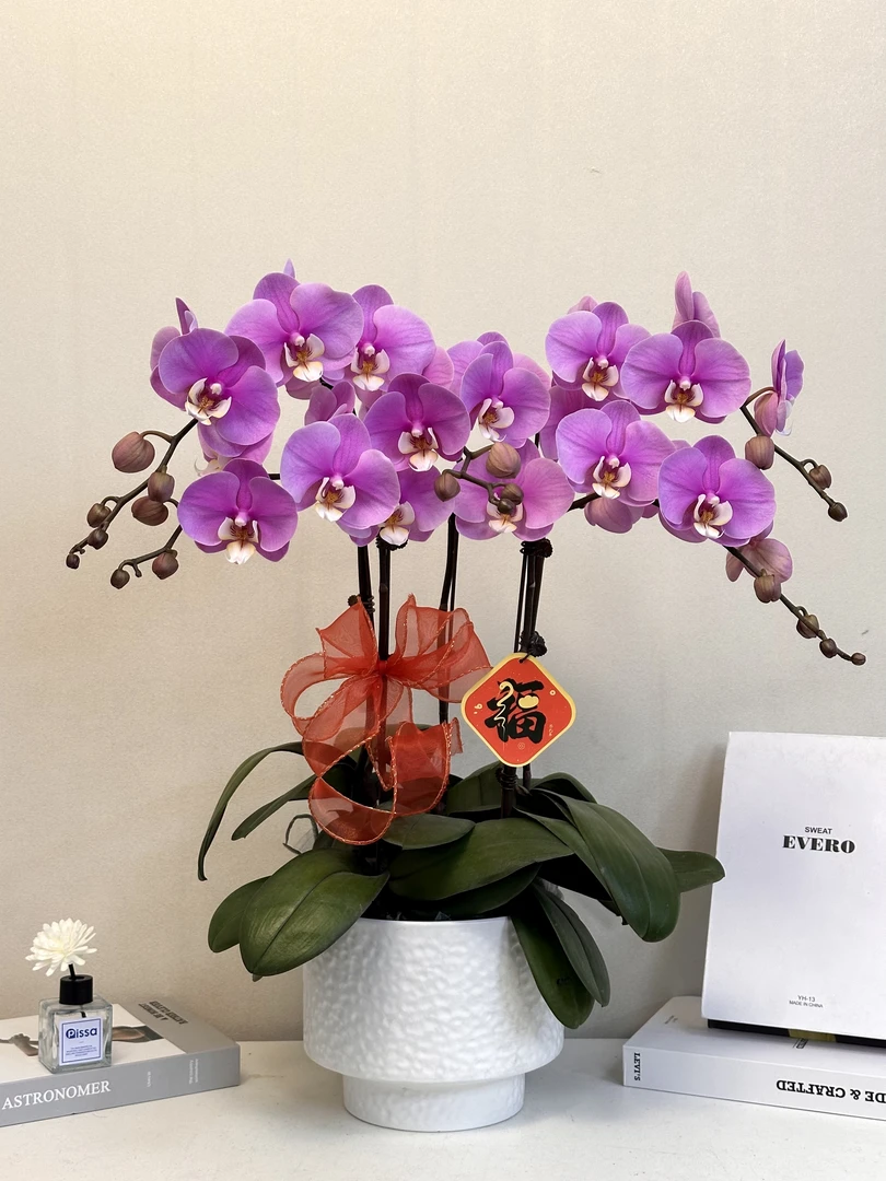 年宵花【安娜】公主 真花 粉色系 居家过年 四季开花 多样性发货