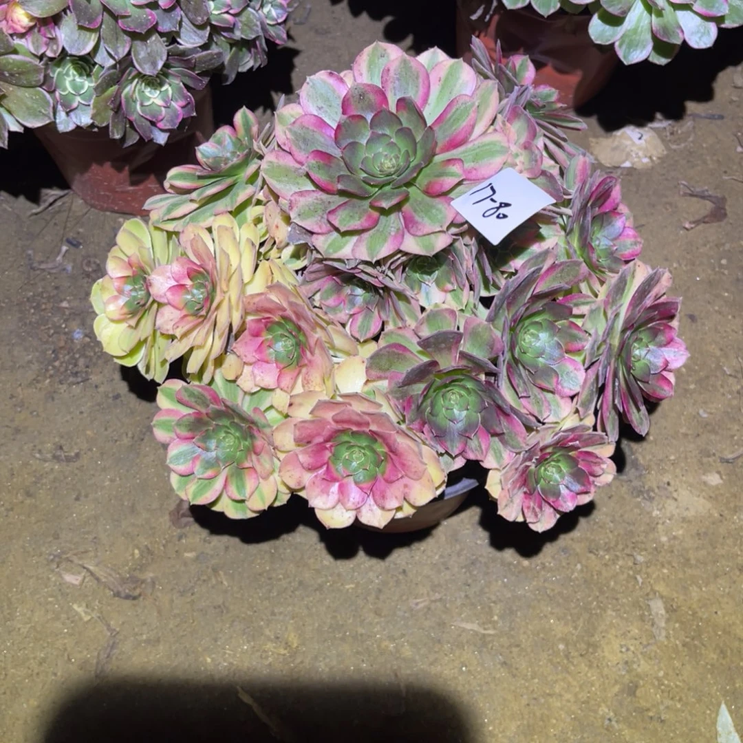 12-17-80雨荷法师锦