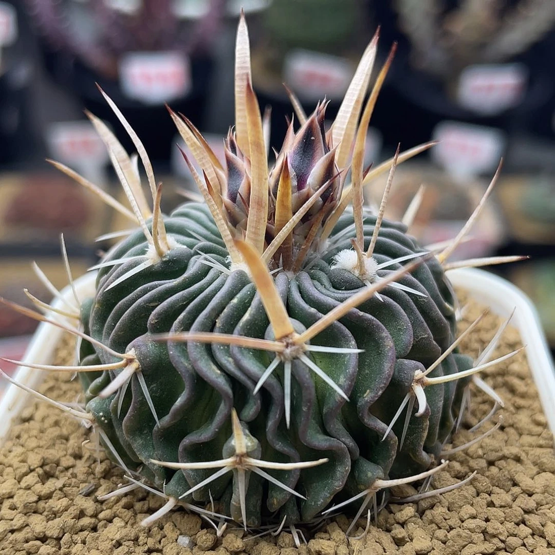 实生水牛角刺振武玉仙人球