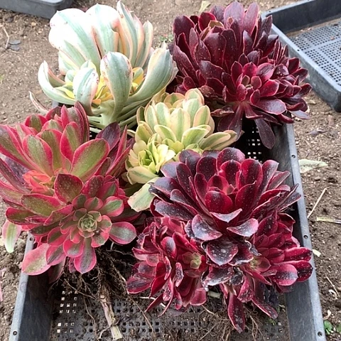 877五棵多肉植物