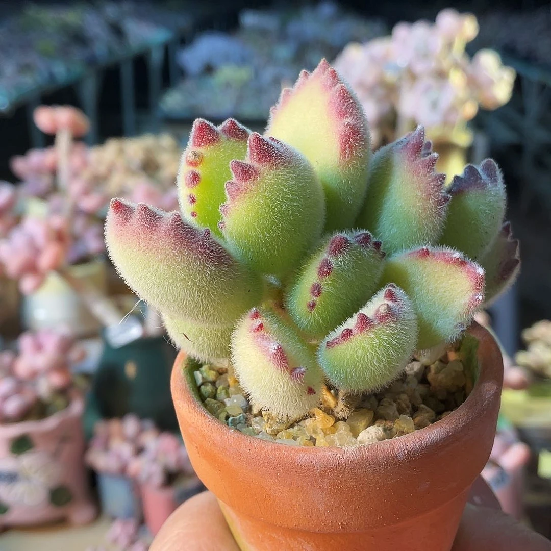 冬****天多肉植物的生长