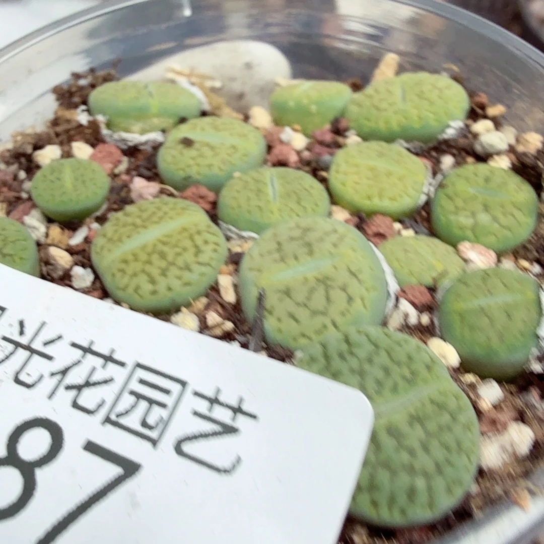 你说是谁就让我们来187好