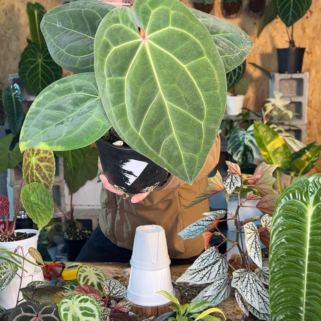 完全开放D03老桩花烛