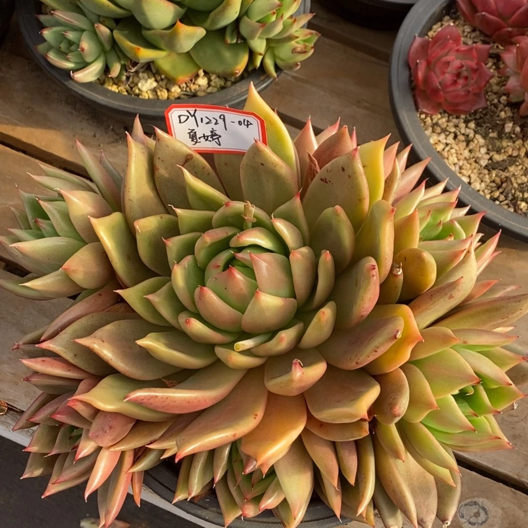 东云桃1229-04（夏婷）