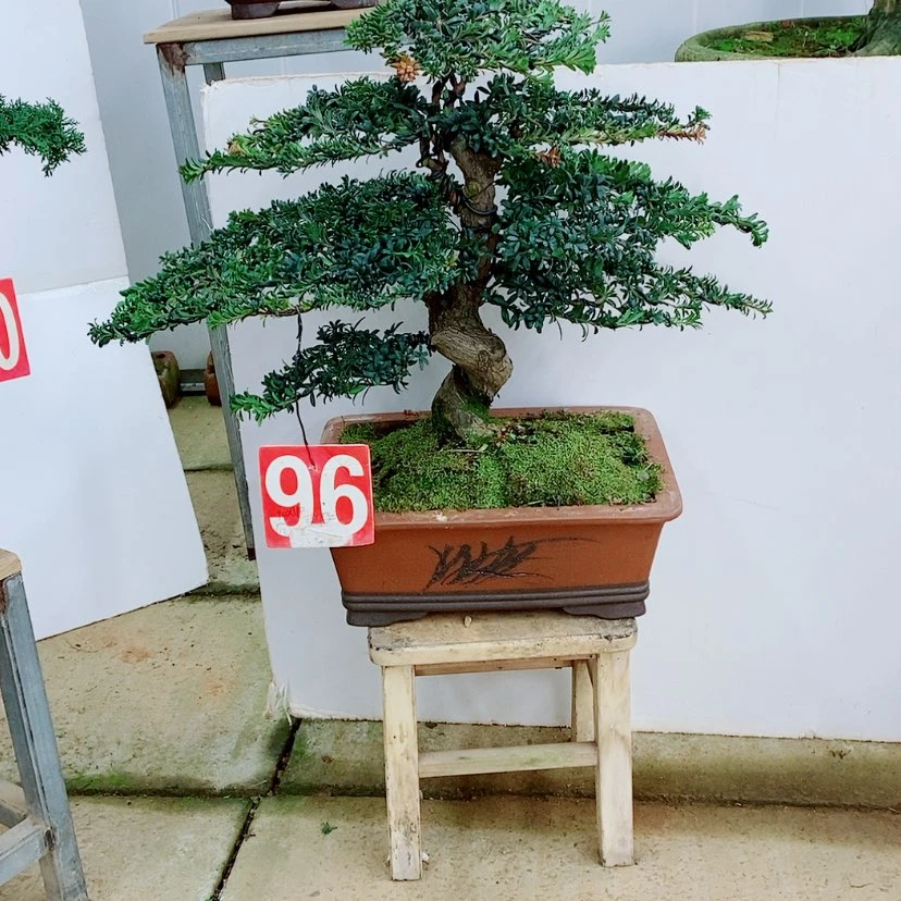 【闪购商品】罗汉松