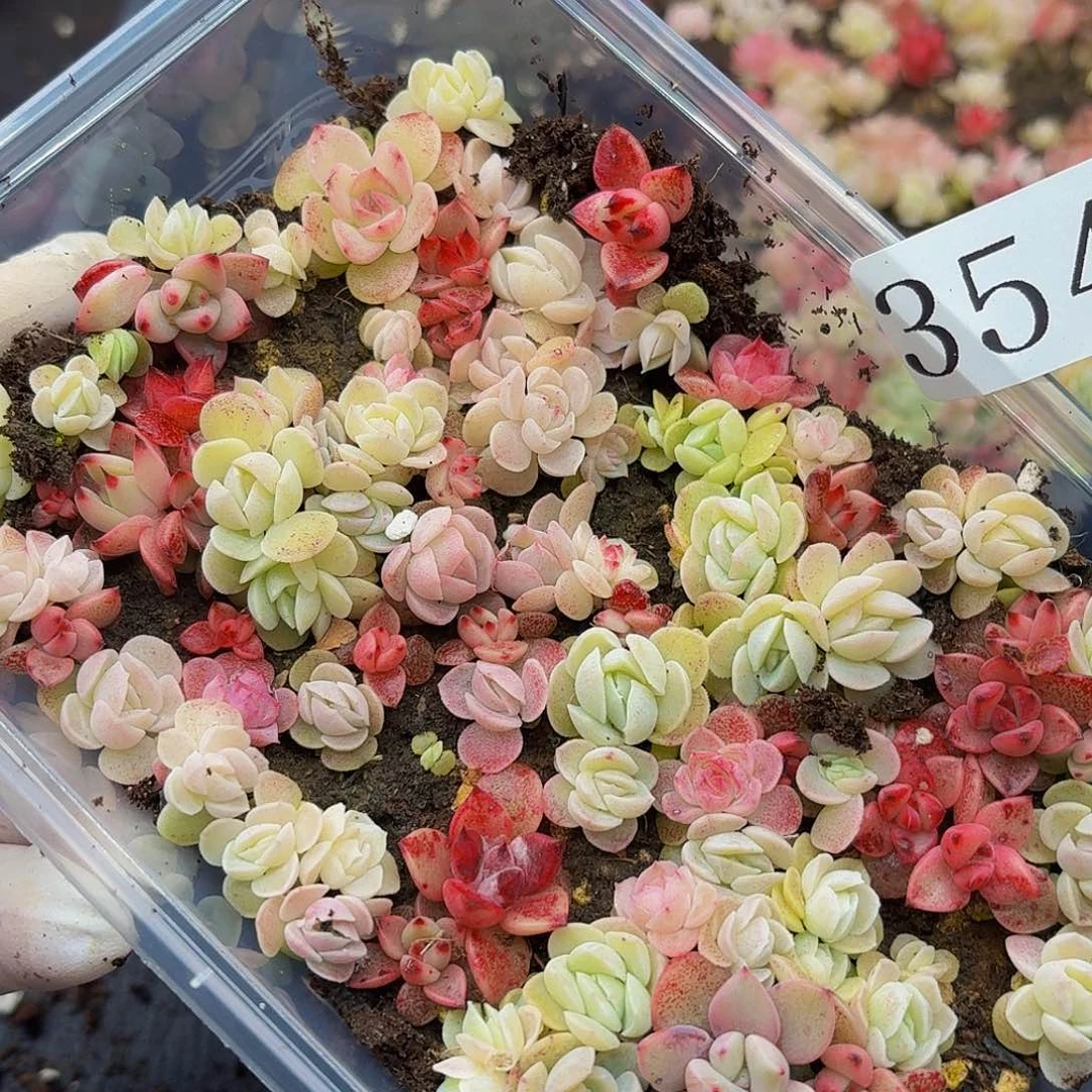 多肉植物多肉植物354