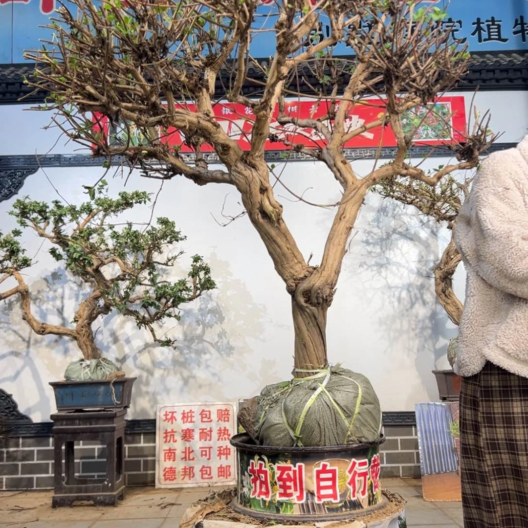 无花朵金银花88888