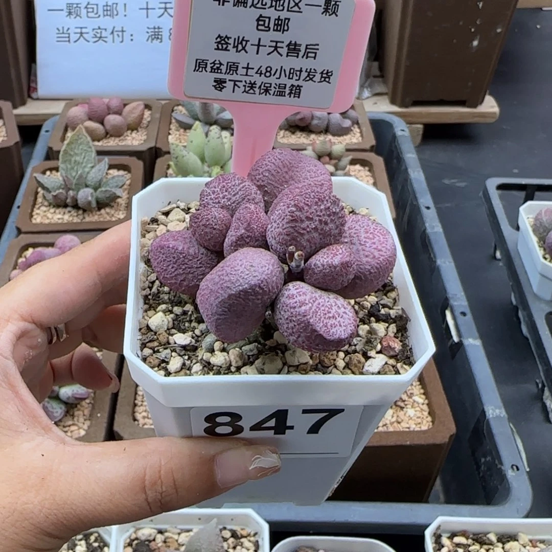 嗔847红烧肉多肉植物