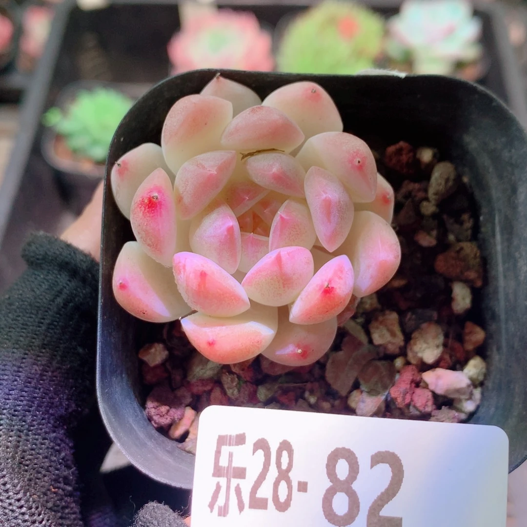 乐然28-82 明月心