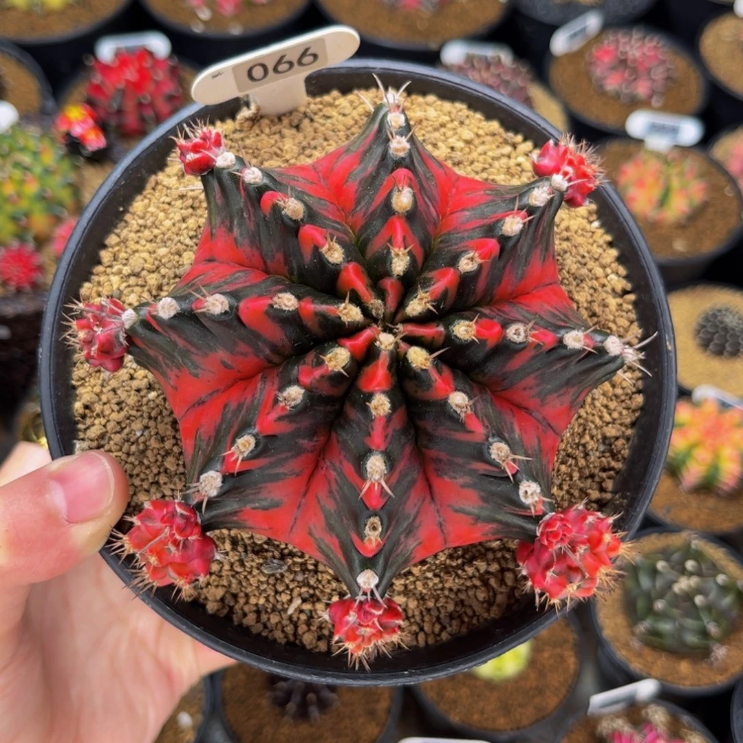 大神品 米哈仙人球