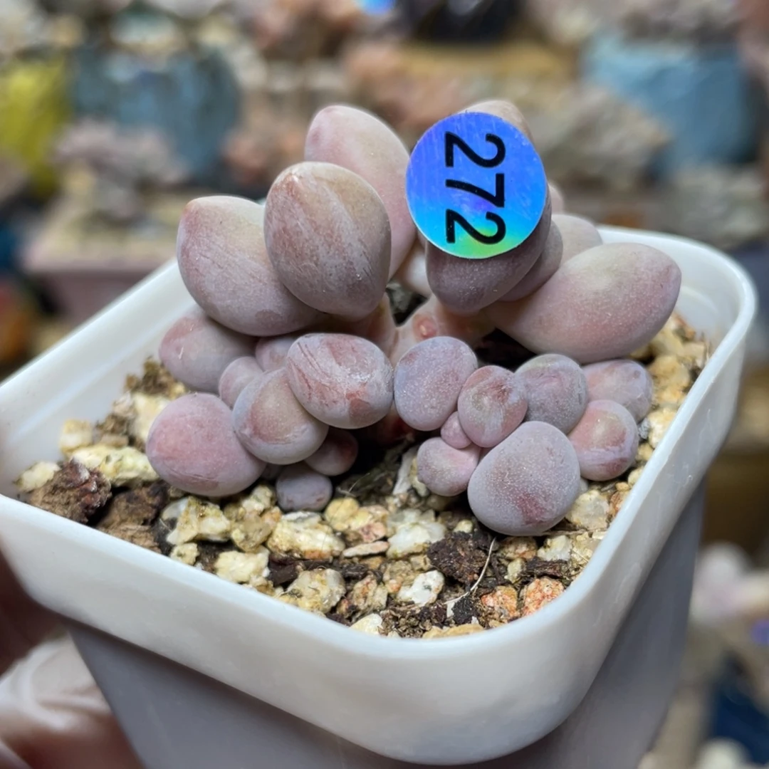 桃花奶酪出血斑带奶尖