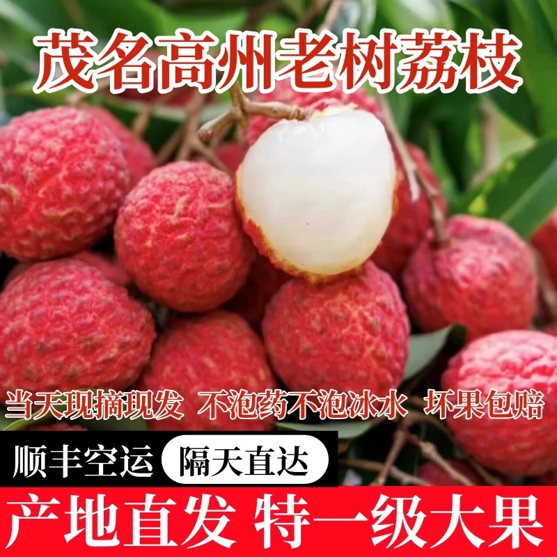 广东白糖罂荔枝高州老树广东茂名高州新鲜采摘直发顺丰空运3斤装