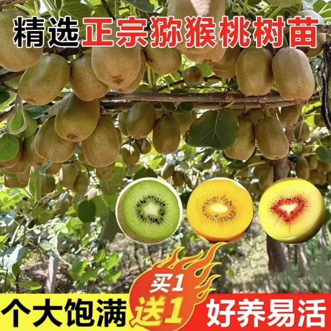 【摘果猕猴桃树公母同株】买一送一品种猕猴桃南北方都可种植果树