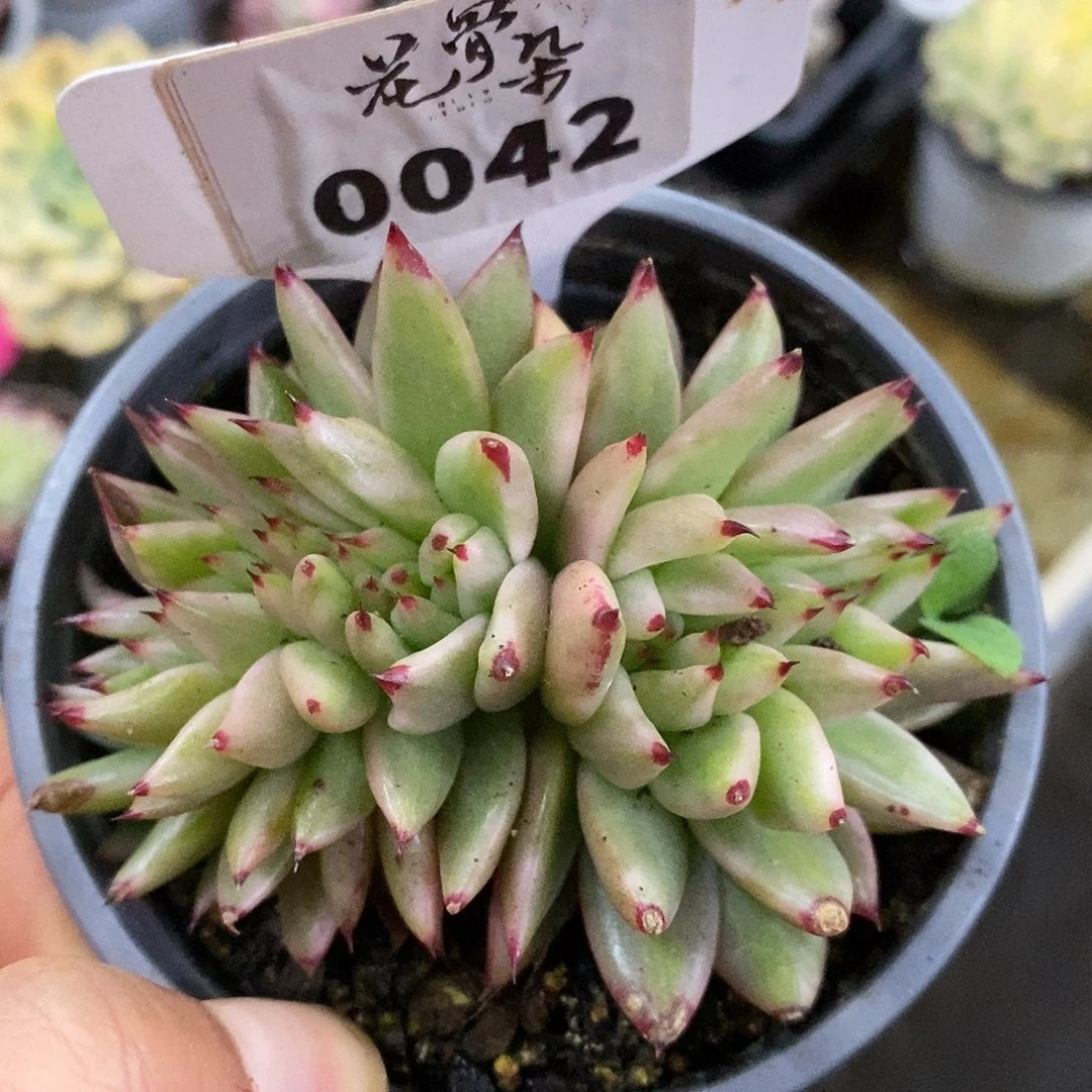 042缀化哈哈哈哈哈哈