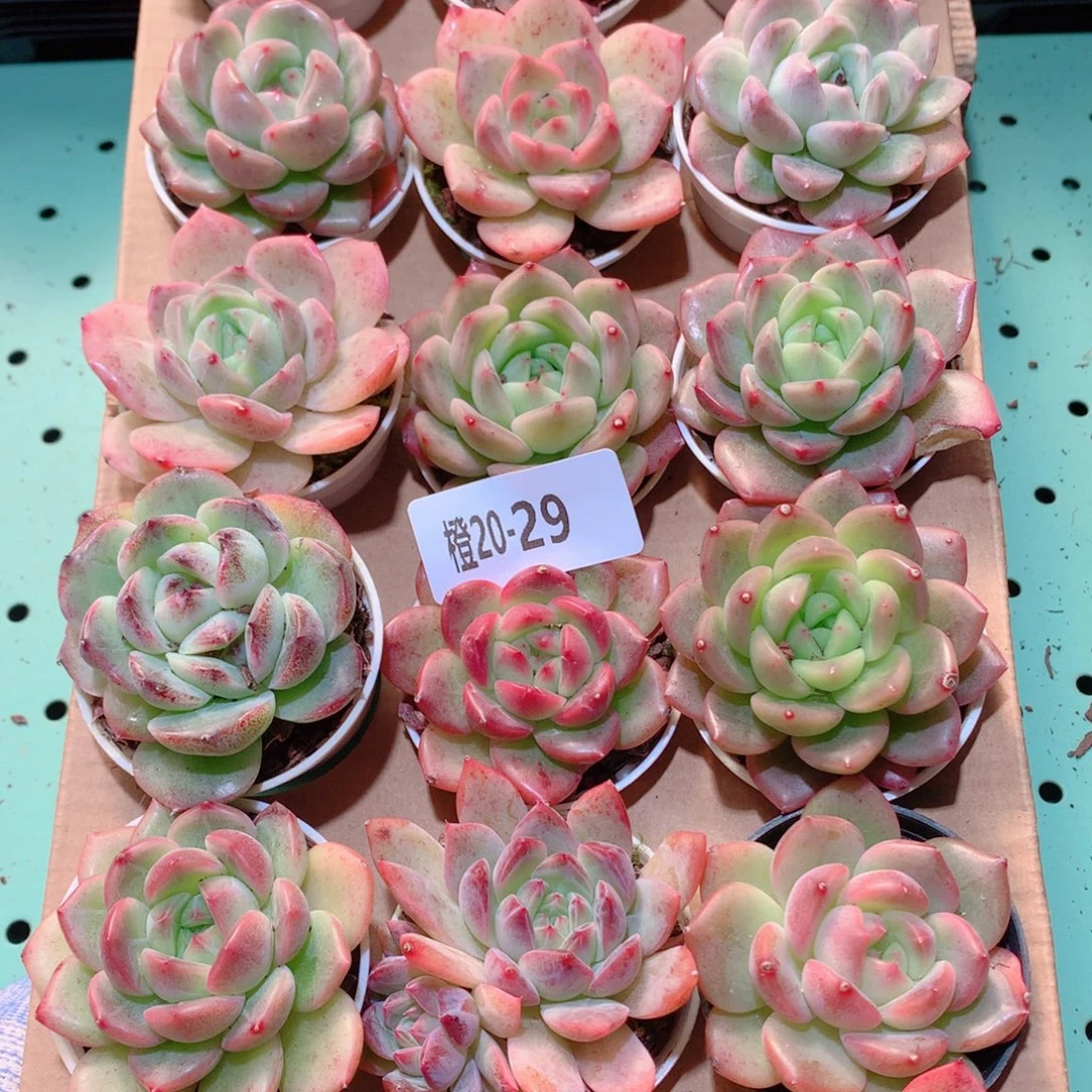 20-29一物一拍多肉带盆18颗