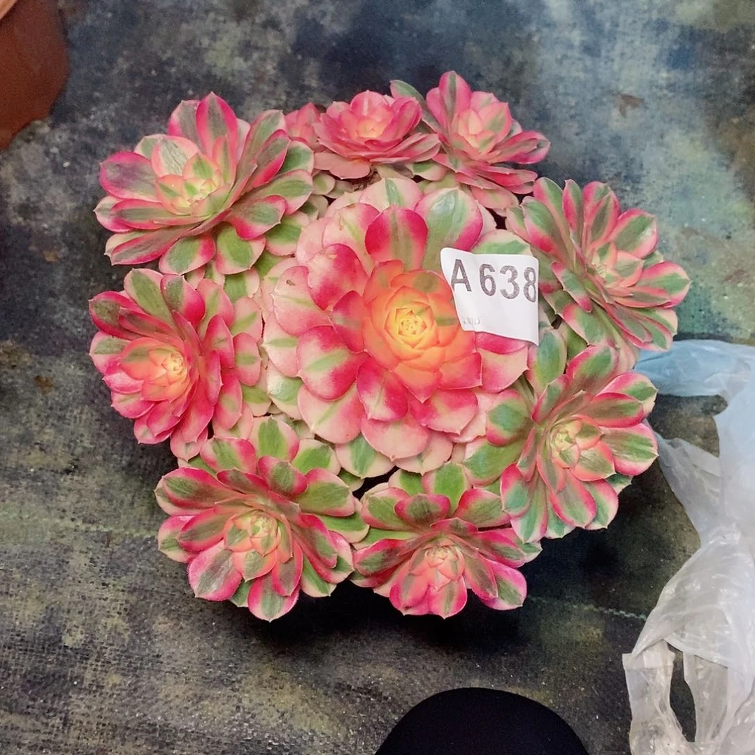 倾城638多肉11111小棵