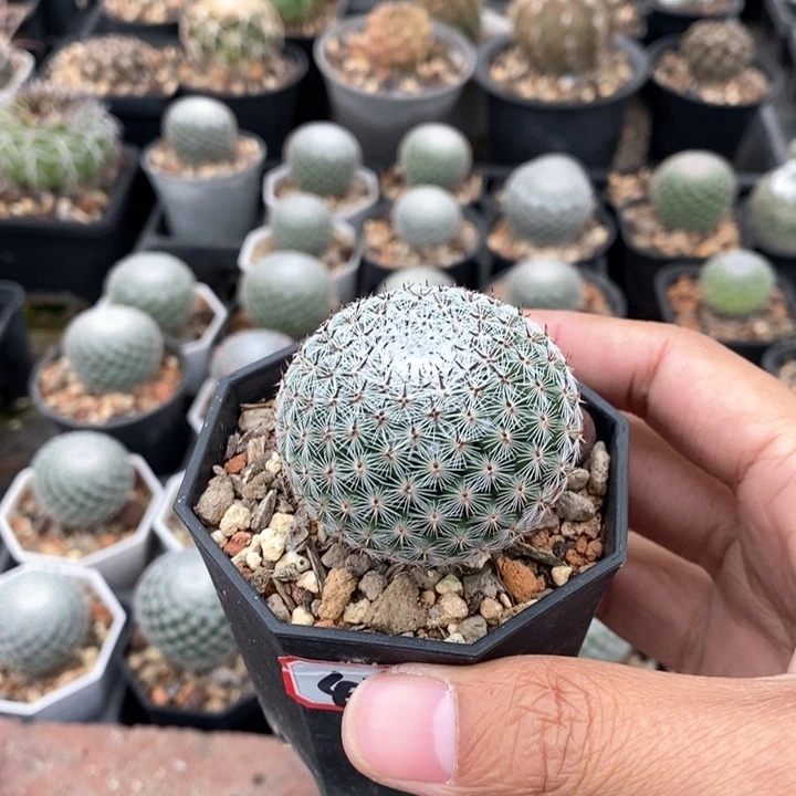 【闪购商品】F****r428恋山彦