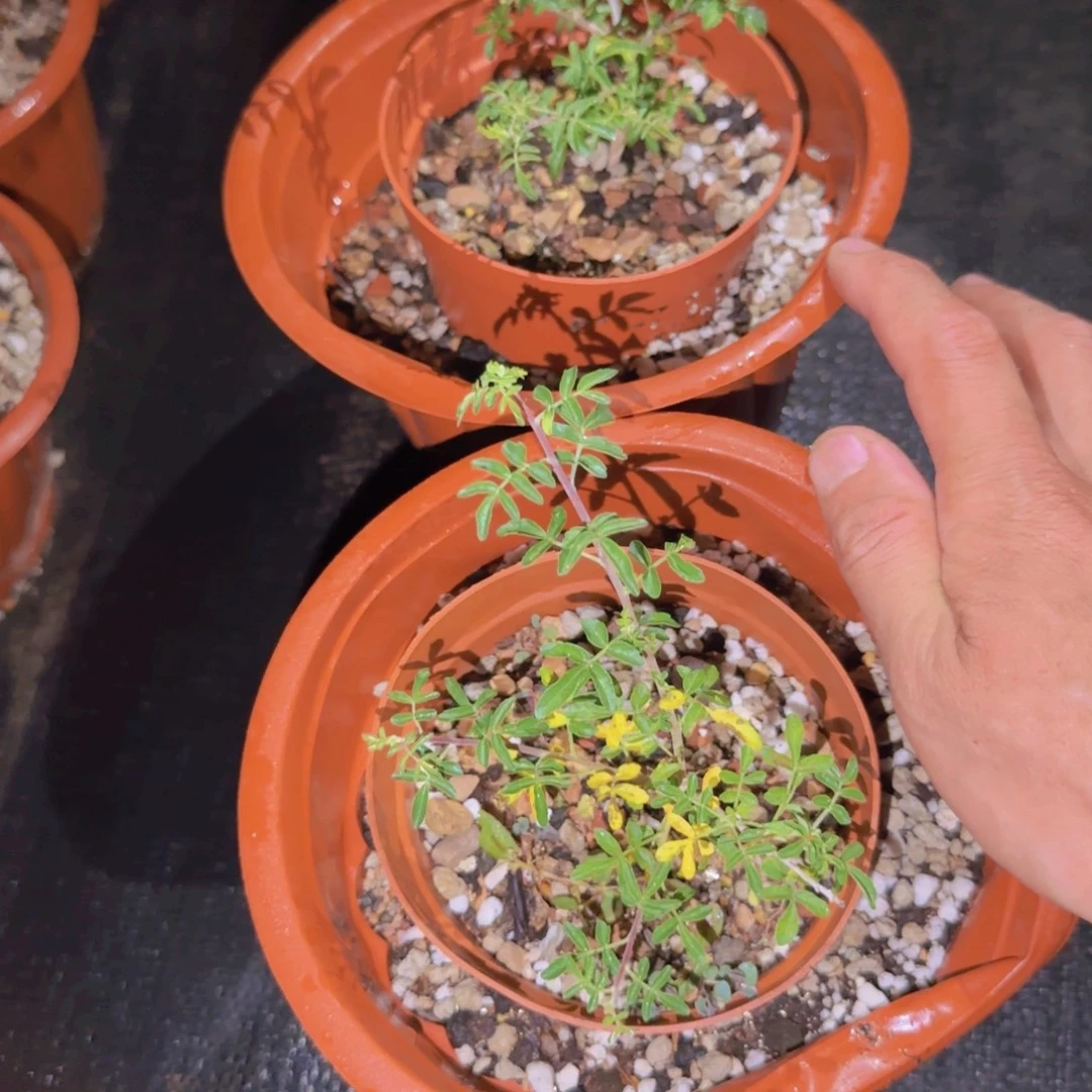 块根植物块根植物