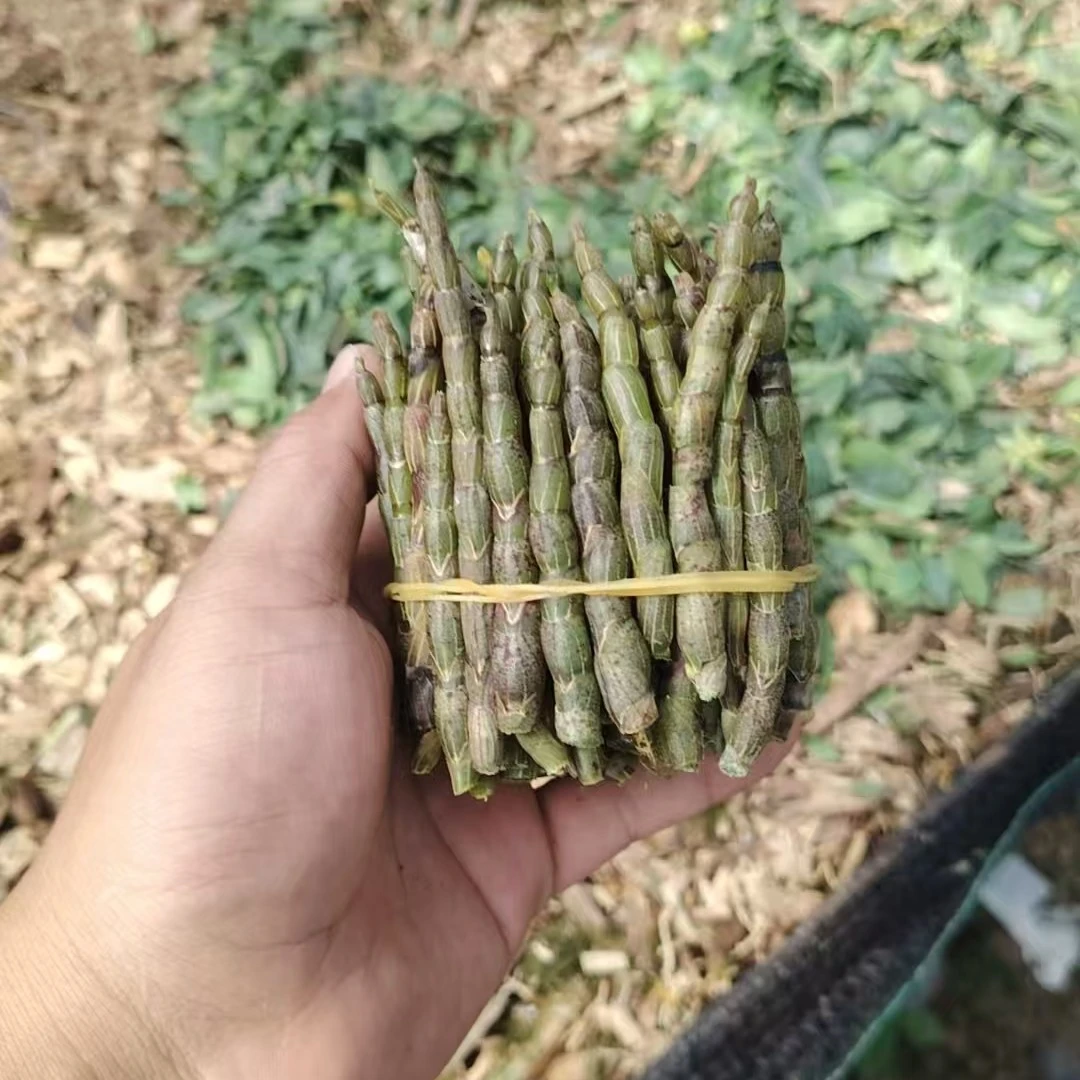 云南高山铁皮石斛兰鲜条