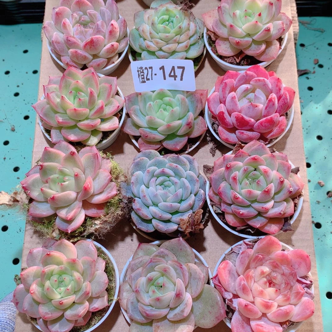 27-147一物一拍多肉带盆18颗