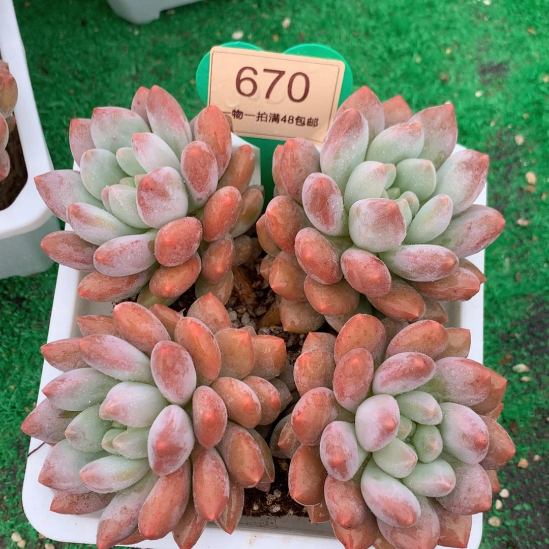 半夏老桩无砍平头670