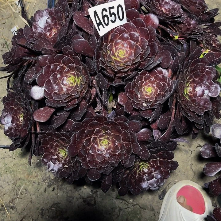 无花朵墨铜法师28//-23包邮