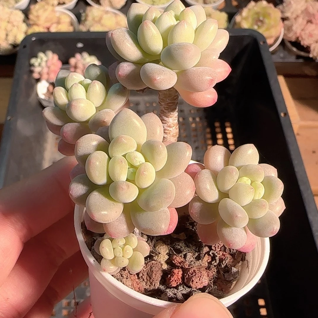 多肉1124-114鱼子酱小老桩