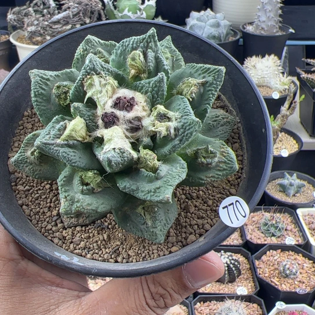 辛顿牡丹8.5自根一物一拍770